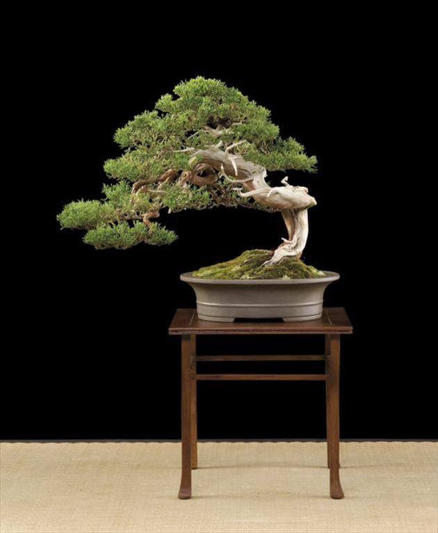 Bonsai, cay canh nghe thuat, cây cảnh nghệ thuật, cay the, cây thế, triển lãm bonsai, trien lam bonsai, triển lãm cây thế, trien lam cay the